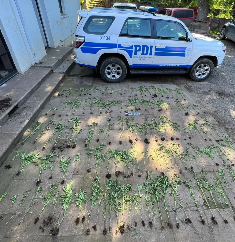 PDI Traiguén incauta plantas de marihuana: estaban en invernadero artesanal