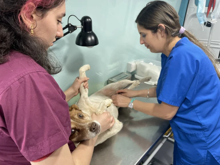Municipalidad de Temuco aumenta en un 87% la atención integral de mascotas durante el 2022