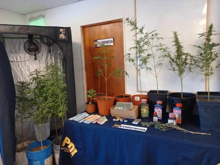 Equipo MT-0 Pitrufquén detuvo dos mujeres por cultivo y microtráfico de marihuana