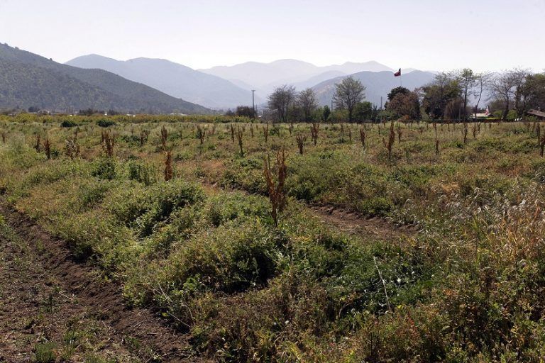 Ministerio de Agricultura reporta 3.507 hectáreas de cultivos afectados por los incendios forestales en regiones del centro sur 