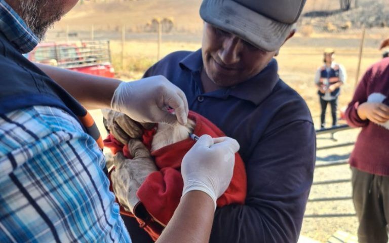 Seremi de Salud coordinó vacunación masiva de Mascotas en comunas afectadas por incendios