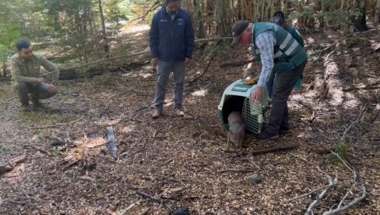 Brigadistas de Conaf rescatan pudú y monito del monte en incendio Bochoco