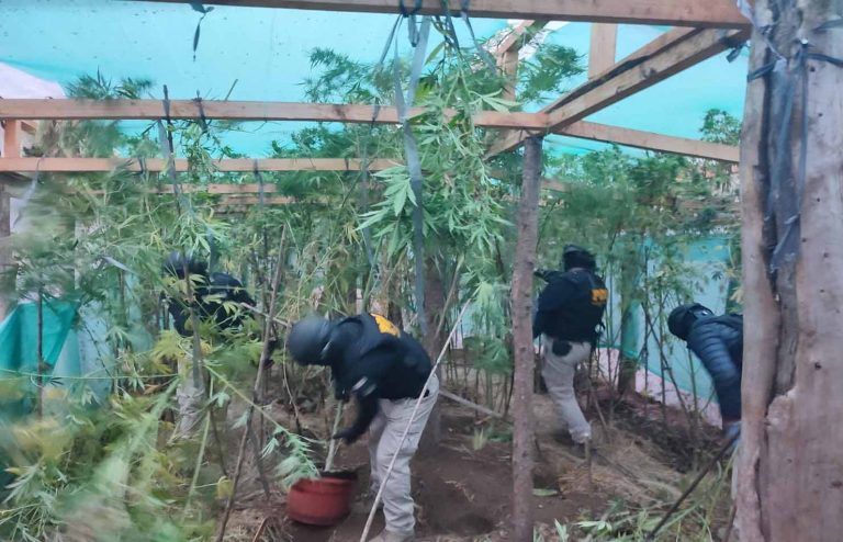 PDI realiza allanamiento por drogas en comunidad indígena de Victoria: se incautaron más de 14 kilos de marihuana