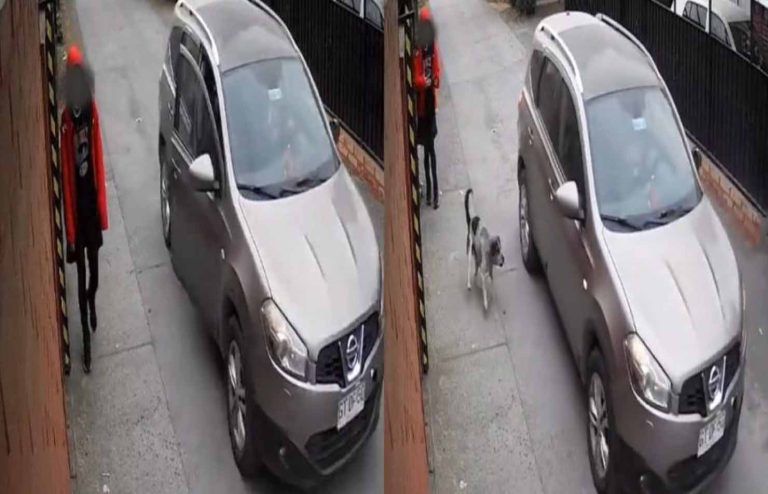 Cámara capta robo frustrado a niña en Angol: gritos pidiendo ayuda ahuyentaron a delincuentes