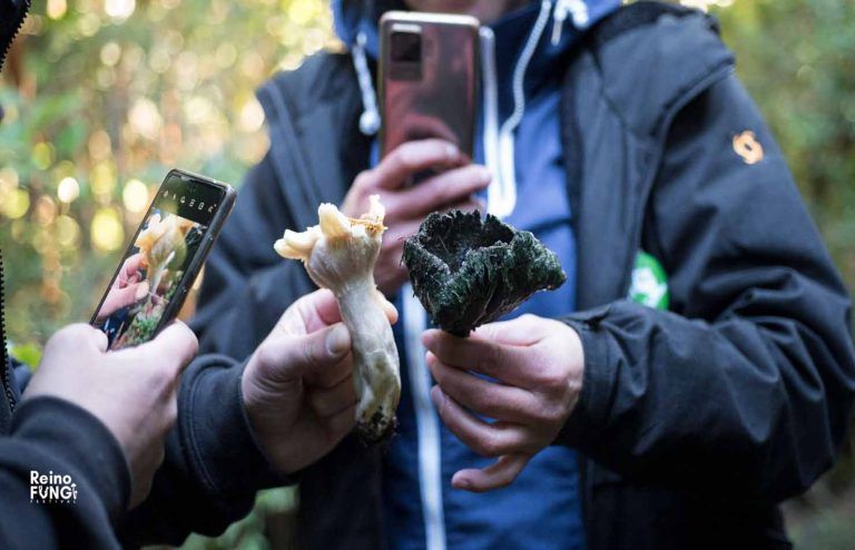 Con actividades educativas, charlas magistrales y espectáculos culturales llega a Pucón la segunda versión del festival reino fungi