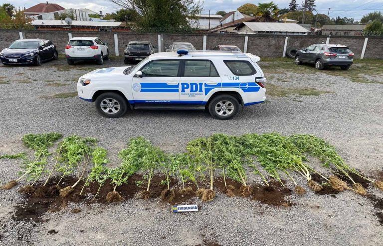 PDI detuvo a hombre por receptación de iPad: el detenido además mantenía invernadero con marihuana en Lautaro
