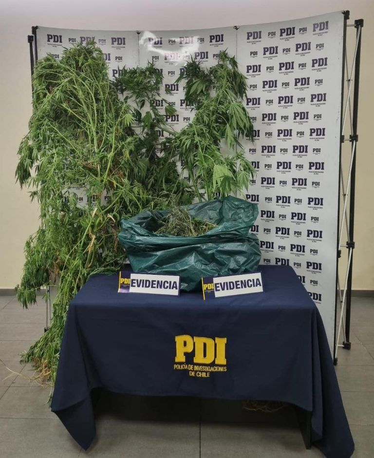 Brigada Antinarcóticos de la PDI incauta $3 millones en drogas en Melipeuco