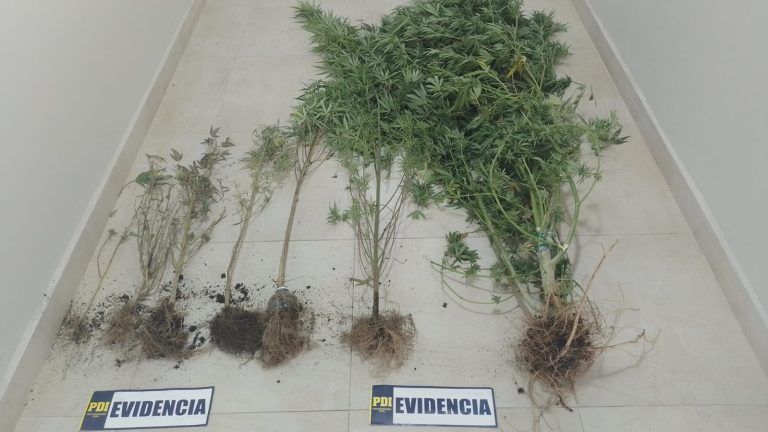 Equipo MT-0 de Villarrica detiene a mujer que mantenía invernadero con marihuana en Curarrehue