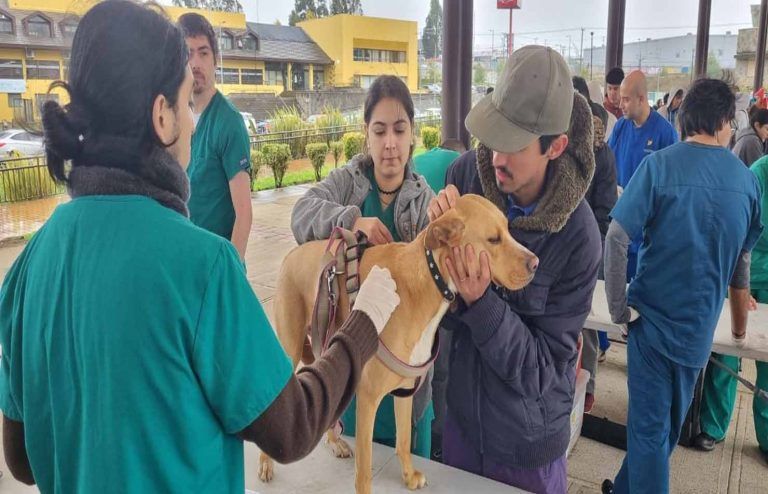 Seremi de Salud realizó operativo de vacunación antirrábico para mascotas en Padre Las Casas