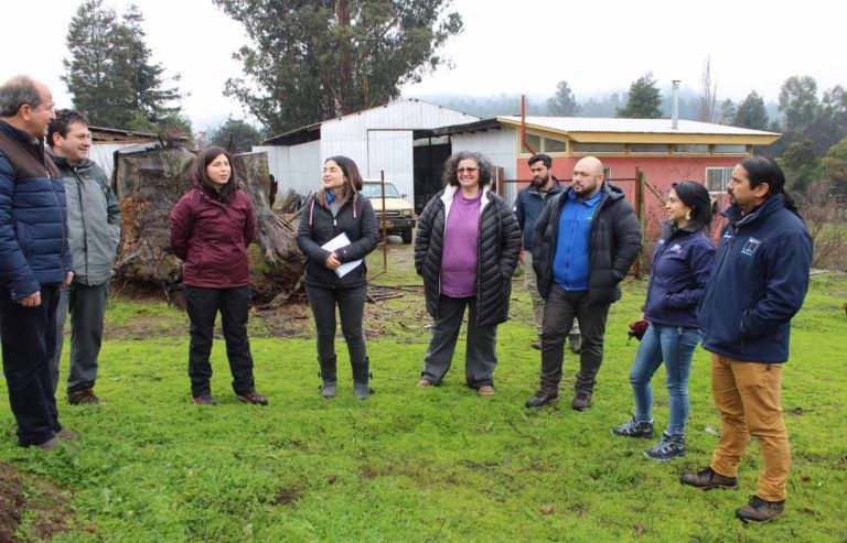 Huertos de oliva potencian la diversidad productiva de La Araucanía