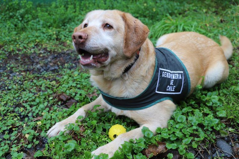 Gendarmería abre postulaciones para adoptar a perro adiestrado Especialista en Seguridad
