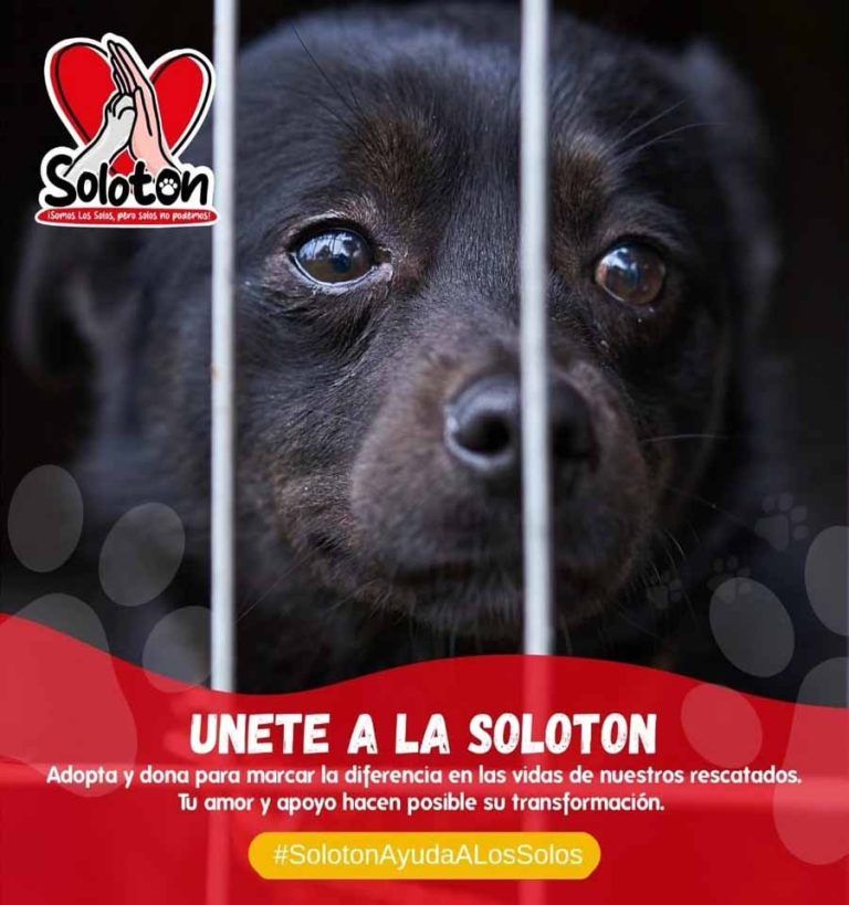 «Soloton» la campaña de adopción y recaudación más grande de Fundación Los Solo