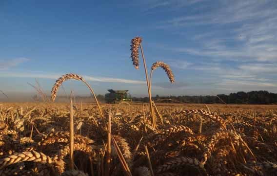 SOFO pide urgente intervención de cotrisa ante bajos precios del Trigo Nacional