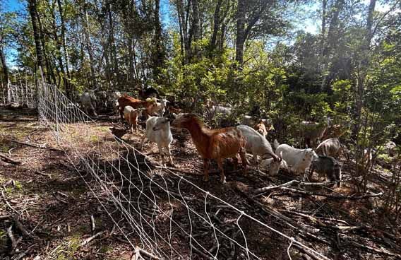 Buena Cabra: Un método ecológico para prevenir los incendios