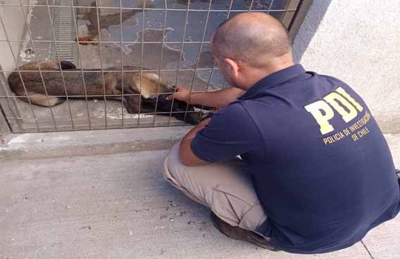 Estaba en estado de desnutrición: PDI rescata mascota afectada por maltrato animal en Angol