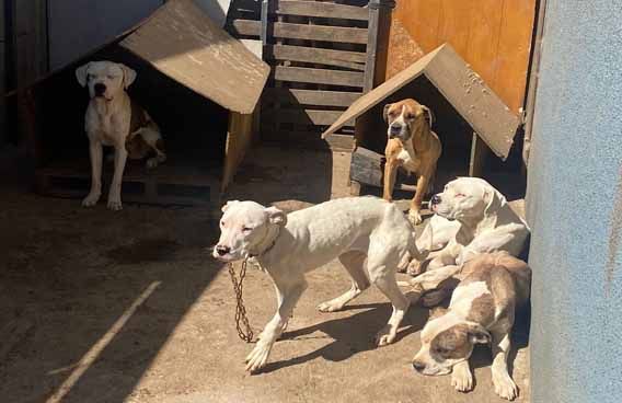 Estaban en estado de desnutrición: PDI rescata 5 mascotas afectados por maltrato animal en Labranza