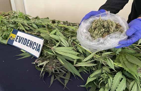 PDI Angol detiene a un hombre por Infracción a la Ley 20.000 en la comuna de Victoria
