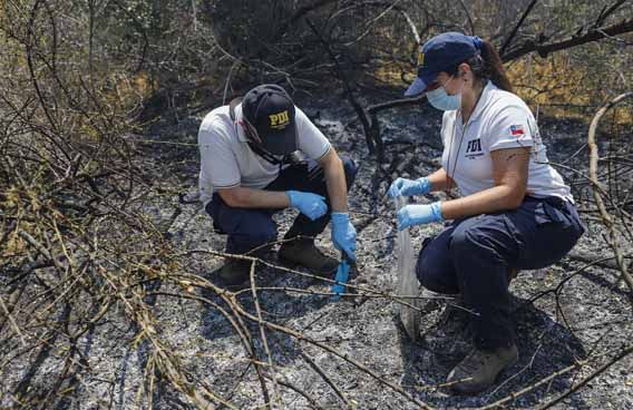Región de La Araucanía: 967 delitos relativos a la legislación ambiental investigaron la PDI el 2023