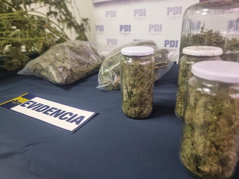 PDI incauta más de 4 Kilos de droga desde un invernadero en la localidad de Ñancul en Villarrica