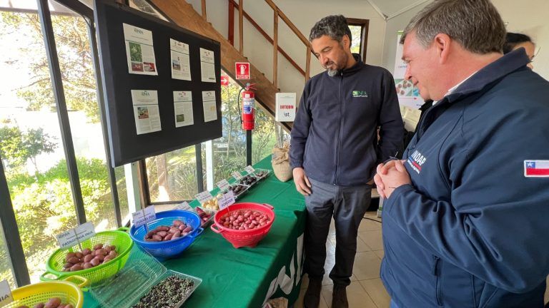 INDAP e INIA Carillanca firman convenio para potenciar el cultivo de papa nativa y legumbres en La Araucanía