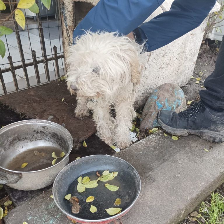 Bidema de la PDI Temuco rescató nuevamente una mascota víctima de maltrato