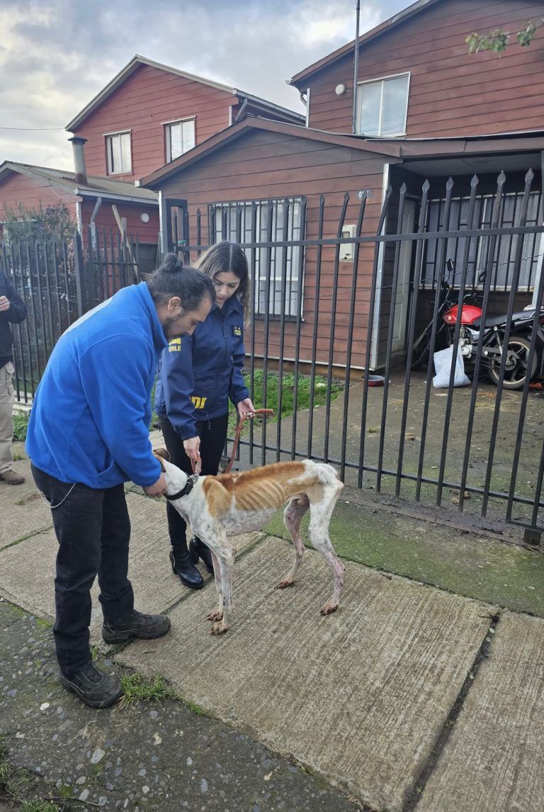 Bidema de la PDI Temuco rescató un perro de raza Galgo desnutrido y esquelético
