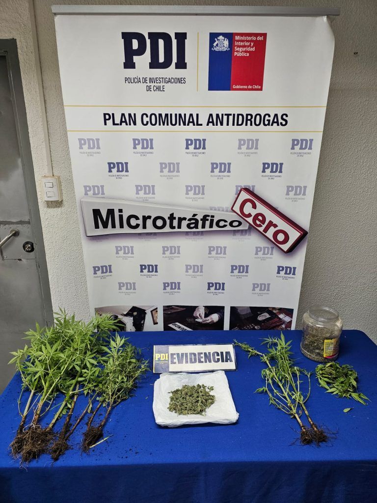 PDI de Lautaro incautó 9 plantas de marihuana en una comunidad de Galvarino