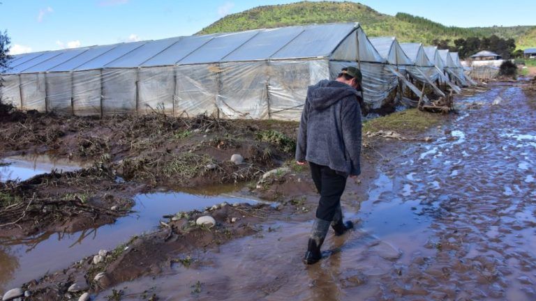 Intensas precipitaciones, heladas y nevadas complican la agricultura en La Araucanía