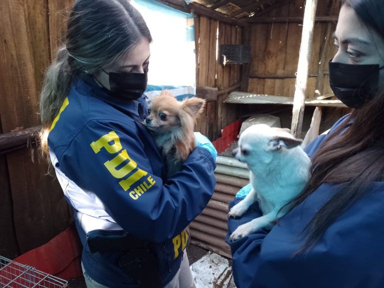 Bidema de la PDI y Municipalidad de Temuco rescatan perros de criadero clandestino: «revelan condiciones de extrema crueldad»