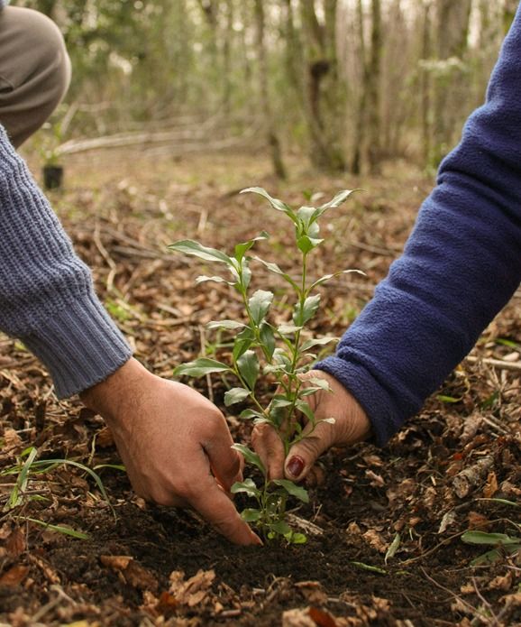 CONAF realiza taller para analizar medidas ante Cambio Climático