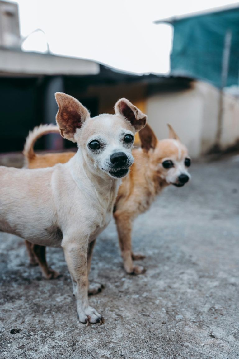 Alerta de sistema frontal: Tips para que tu mascota no sufra con el frío