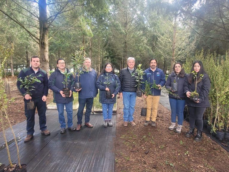 Corma y Conaf donan 100 mil plantas a vecinos de La Araucanía para recuperar zonas afectadas por incendios