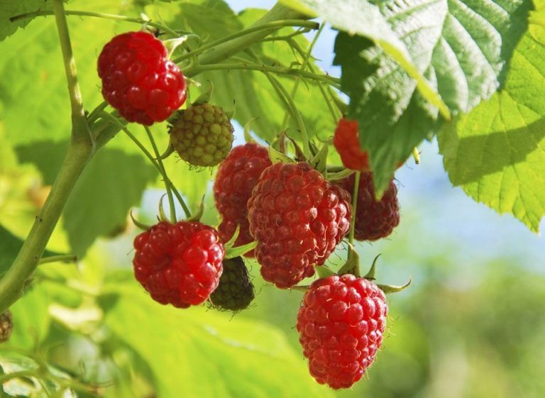 Gobierno Regional e INIA invitan a 4to Encuentro Frutícola