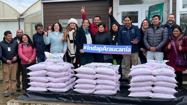 Más de 1.200 kilos de semilla de arveja certificada recibieron pequeños agricultores de INDAP