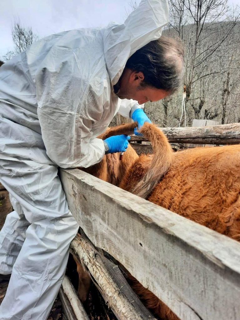 En La Araucanía SAG comenzó la etapa final del Plan Nacional para la erradicación de la brucelosis bovina