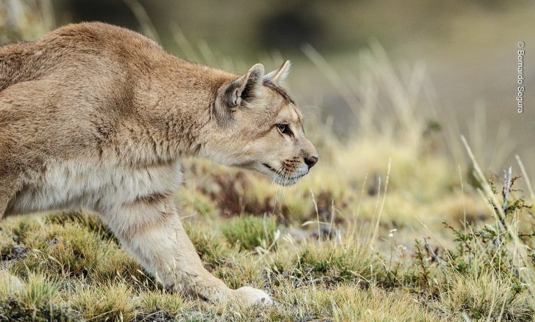 En el día Internacional del Puma: cuáles son los felinos salvajes que viven en Chile y que todos deberíamos conocer