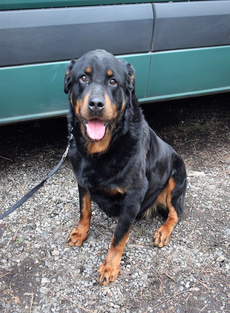 Gendarmería de la Araucanía da en adopción a ejemplares caninos especialistas en seguridad