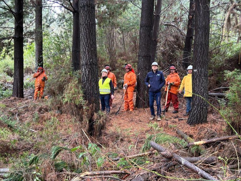 SEC y Frontel inspeccionan trabajos de mantenimiento de líneas eléctricas en la comuna de Carahue.