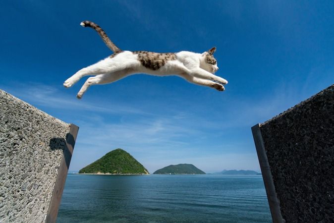 ¿Por qué ocurre el Síndrome del Gato Volador?