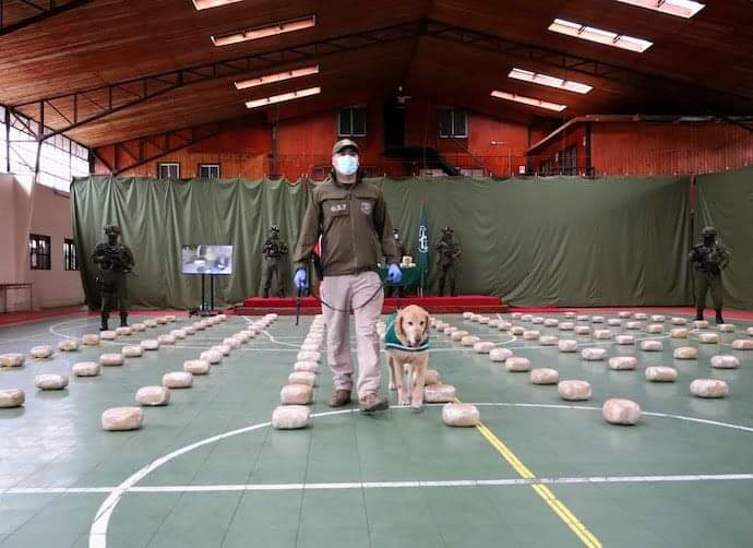 “Histórica” incautación de drogas en La Araucanía: hombre trasladaba más de 160 kilos de marihuana para su comercio en el sur del país.
