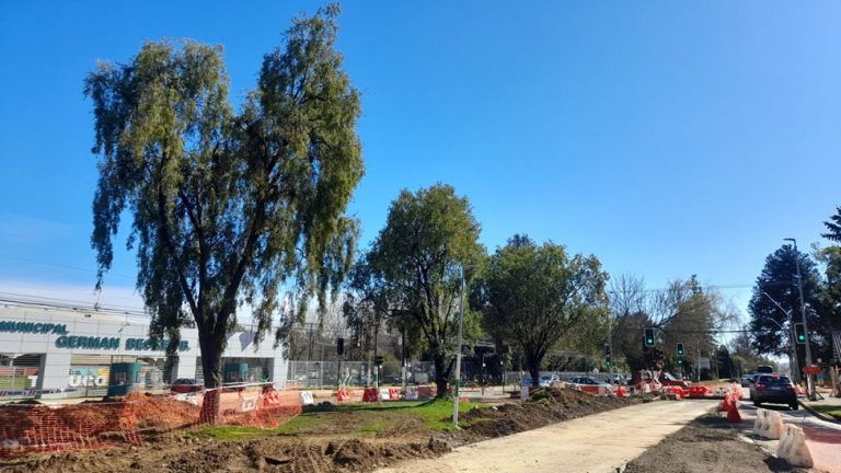 Proyectos viales amenazan el arbolado urbano de Temuco