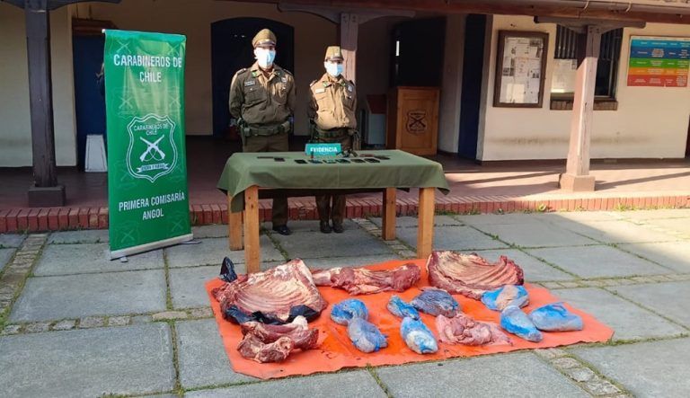Carabineros incauta 252 kilos de carne de abigeato, un arma y municiones en Purén