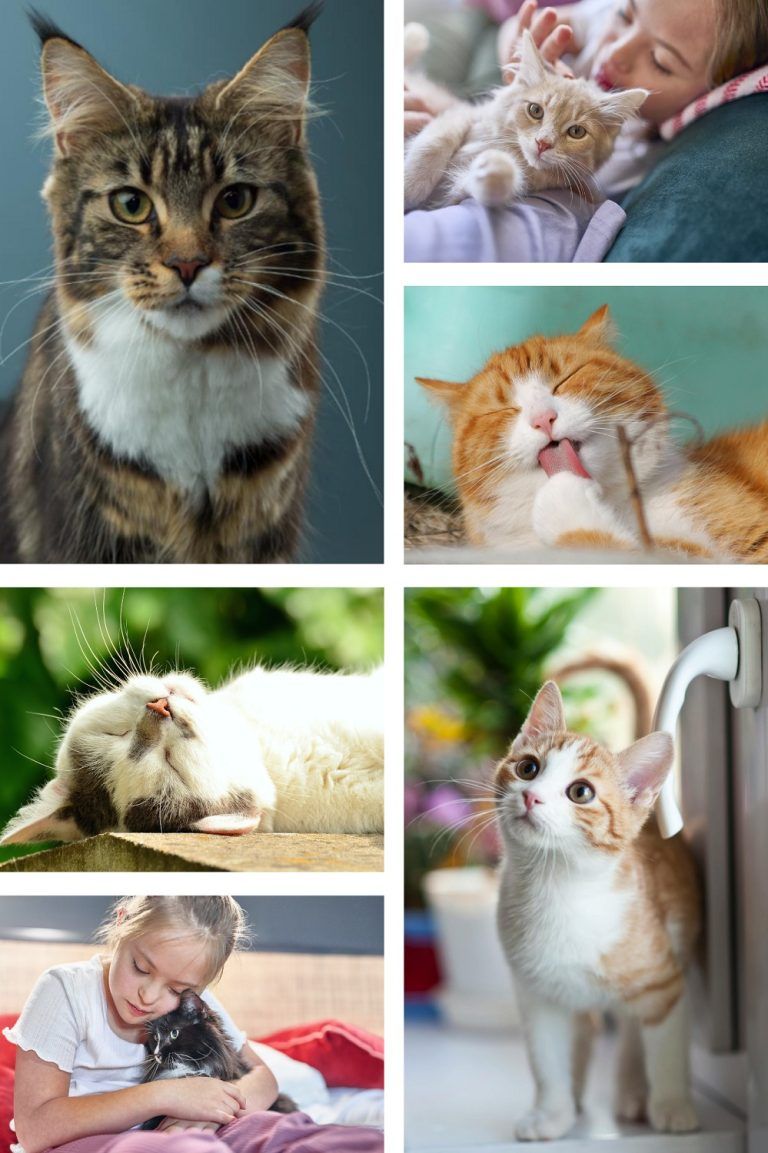 La alimentación y por qué es clave en los gatos esterilizados
