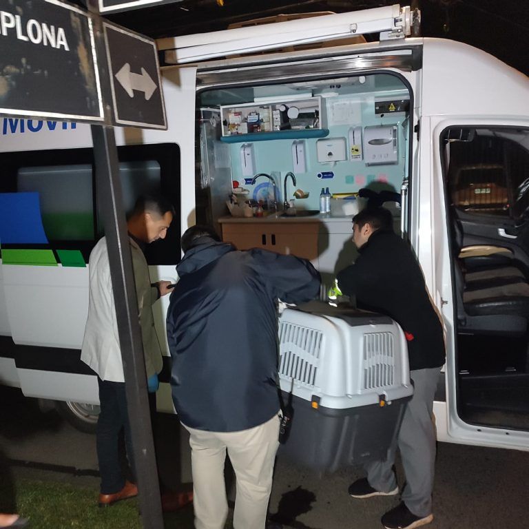 Final feliz: «municipalidad materializó exitosa operación de rescate de zorro perdido en Temuco»