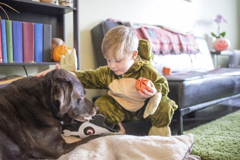 Atención con los cuidados que tu mascota necesita en Halloween