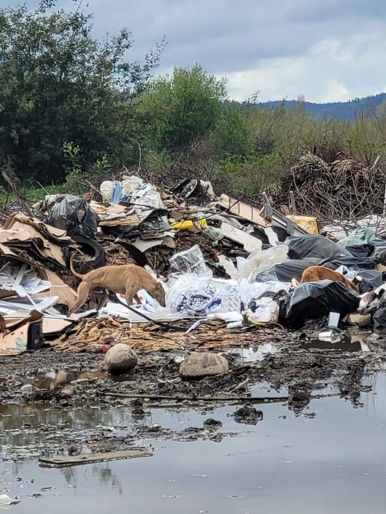 Denuncian deterioro ambiental en humedales “protegidos”: Basurales y vertimientos sin control en Temuco y Padre Las Casas