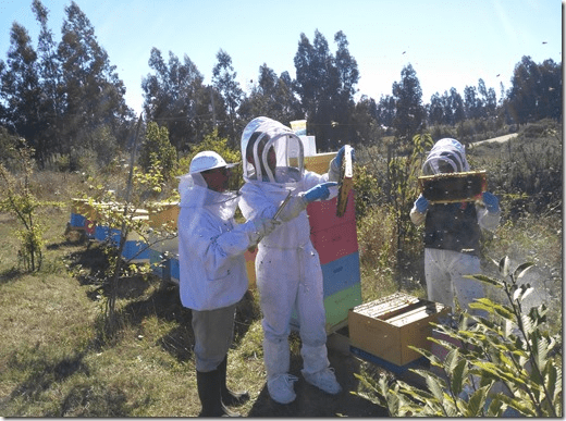 SAG Araucanía recuerda que en octubre los apicultores deben registrar y declarar sus apiarios
