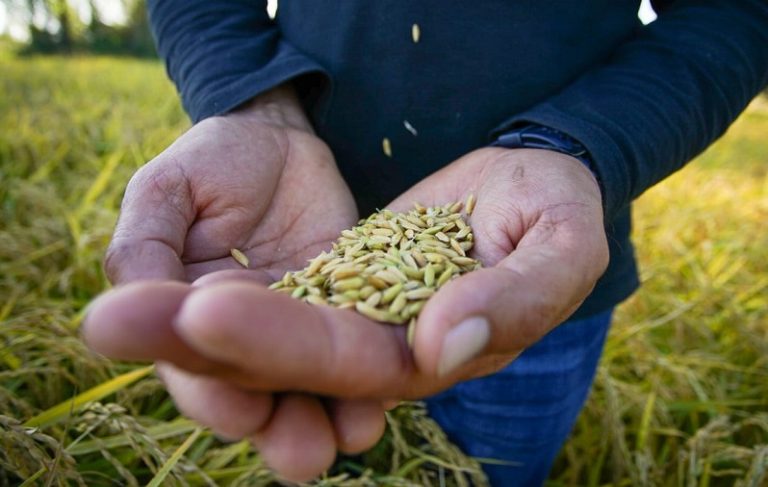 Agricultores de La Araucanía analizan implementar la agricultura de contrato en la producción de trigo 