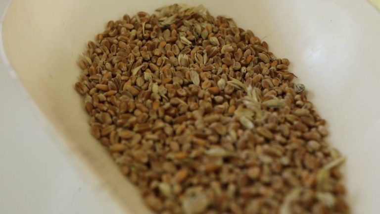 Agricultores y gremios Agrícolas de La Araucanía analizan el mercado del trigo con la Mesa de Trabajo Institucional de Cereales