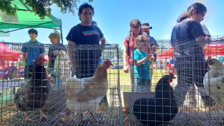 5° Versión de la Fiesta del Huevo Azul se Viene Este Fin de Semana en Pitrufquén